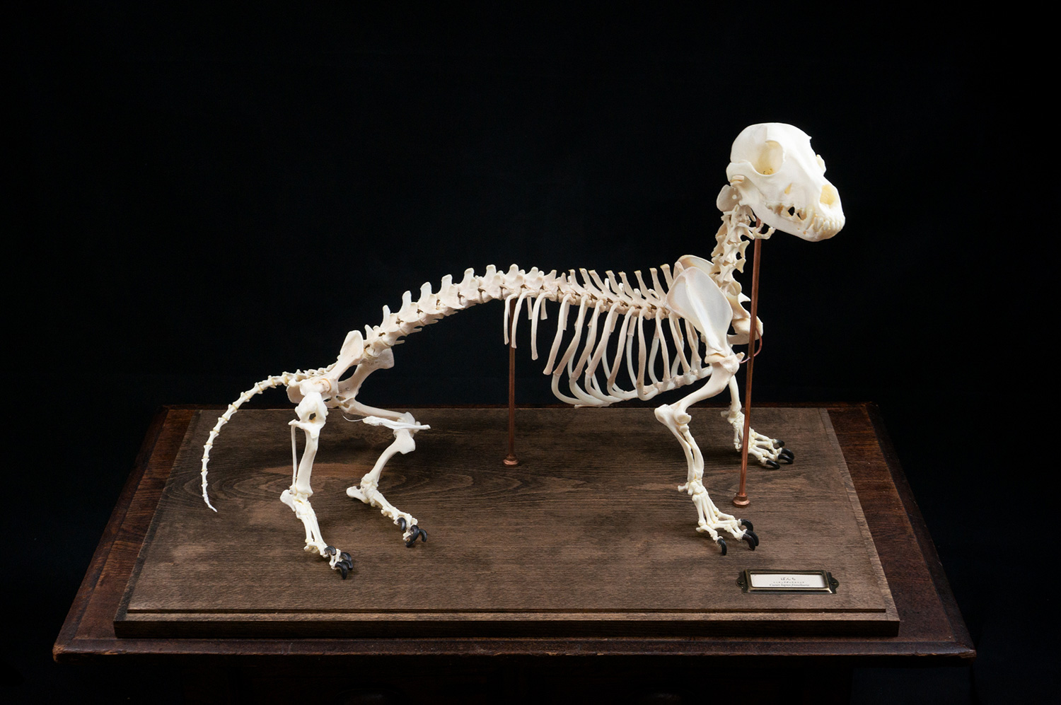 全身骨格標本