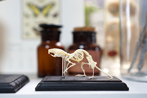 パンダマウスの骨格標本