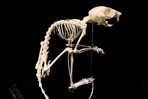 モモンガの骨格標本