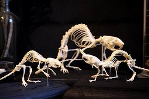 ラット、マウスの骨格標本