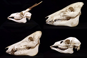 鹿・イノシシの頭骨