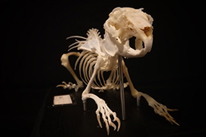 ウサギの骨格標本