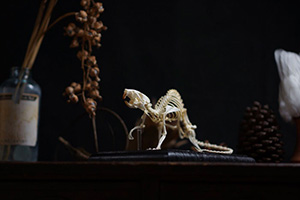 ラットの骨格標本