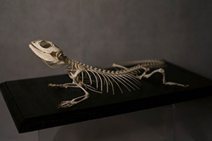 トアゴヒゲトカゲの骨格標本