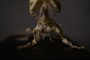 トアゴヒゲトカゲの骨格標本
