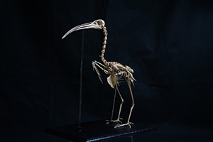 ショウジョウトキの骨格標本