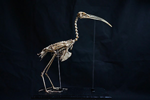 ショウジョウトキの骨格標本