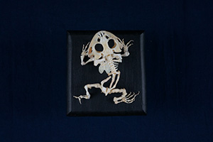 ベルツノガエルの骨格標本