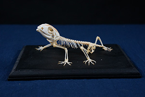 オニタマオヤモリの骨格標本