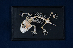オニタマオヤモリの骨格標本