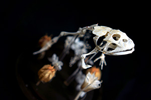 クランウェルツノガエルの骨格標本