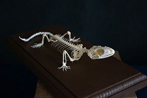 ヒョウモントカゲモドキの骨格標本