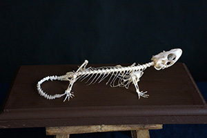 ヒョウモントカゲモドキの骨格標本