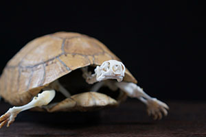 ギリシャリクガメの骨格標本