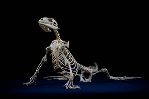 イグアナの骨格標本