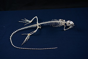 イグアナの骨格標本