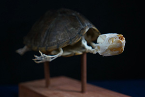 カブトニオイガメの骨格標本