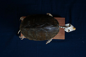 カブトニオイガメの骨格標本