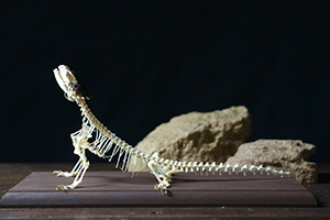 オオヨロイトカゲの骨格標本