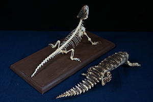 オオヨロイトカゲの骨格標本