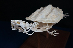 マタマタの骨格標本