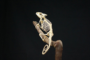 パンサーカメレオンの骨格標本
