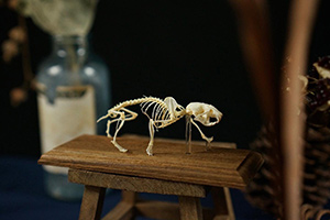 ジャンガリアンハムスターの骨格標本