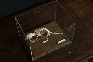 デグーの骨格標本