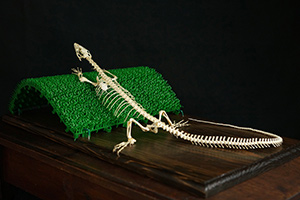 イエローヘッドモニターの骨格標本