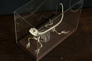 フトアゴヒゲトカゲの骨格標本