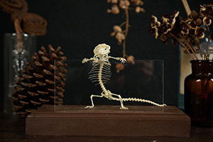 レオパードゲッコウの骨格標本