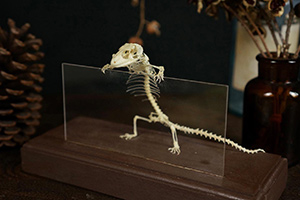レオパードゲッコウの骨格標本