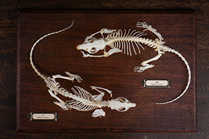 ラットの骨格標本