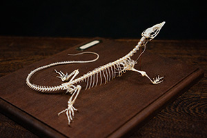 カールシュミットモニターの骨格標本