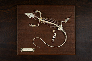 カールシュミットモニターの骨格標本