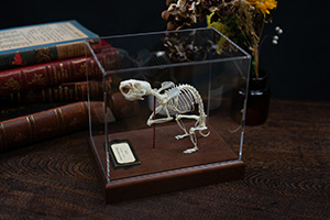 ゴールデンハムスターの骨格標本