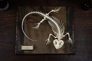 フトアゴヒゲトカゲの骨格標本