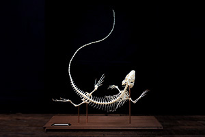 カイマントカゲの骨格標本