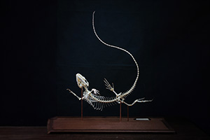 カイマントカゲの骨格標本