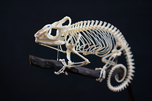 オカメインコの骨格標本
