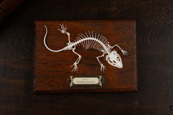 レオパの骨格標本
