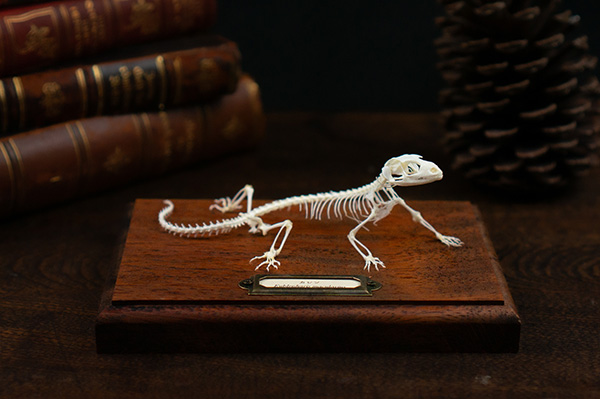 レオパの骨格標本