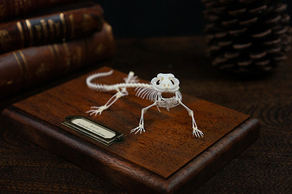 レオパの骨格標本