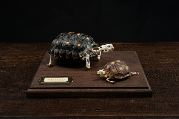 テキサスゴファーガメの骨格標本