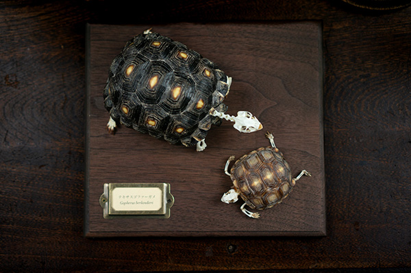 テキサスゴファーガメの骨格標本