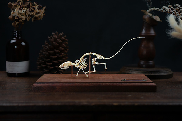 シマクサマウスの骨格標本