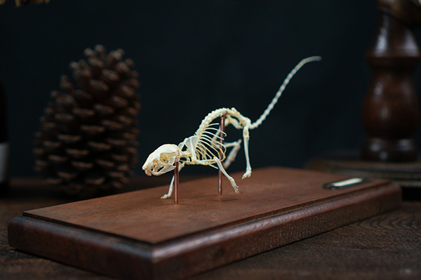 シマクサマウスの骨格標本