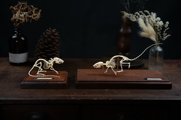 シマクサマウスの骨格標本