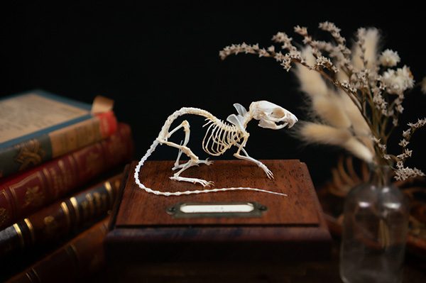 シマクサマウスの骨格標本