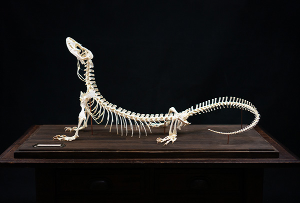 サバンナモニターの骨格標本
